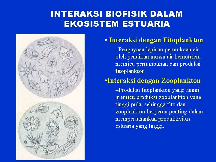 INTERAKSI BIOFISIK DALAM EKOSISTEM ESTUARIA • Interaksi dengan Fitoplankton –Pengayaan lapisan permukaan air oleh