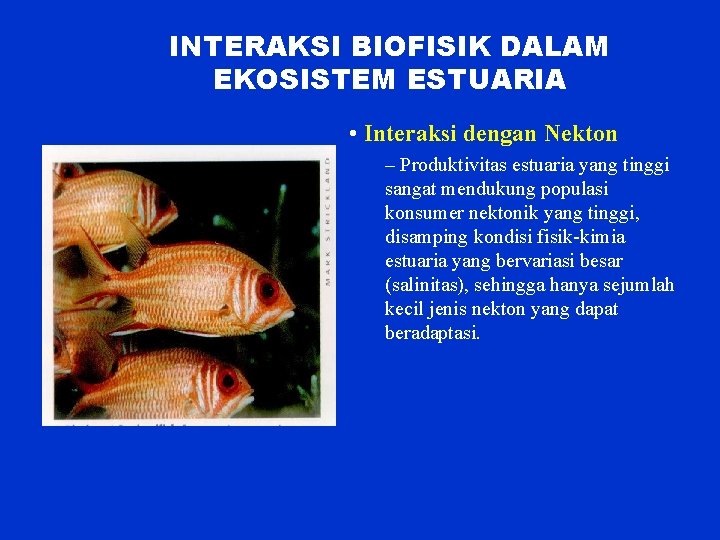 INTERAKSI BIOFISIK DALAM EKOSISTEM ESTUARIA • Interaksi dengan Nekton – Produktivitas estuaria yang tinggi