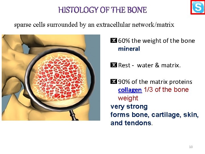 sparse cells surrounded by an extracellular network/matrix 60% the weight of the bone mineral