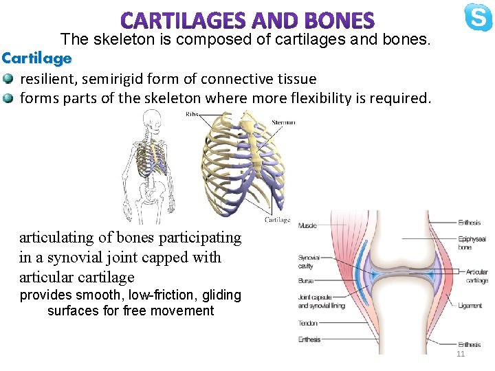 The skeleton is composed of cartilages and bones. Cartilage resilient, semirigid form of connective