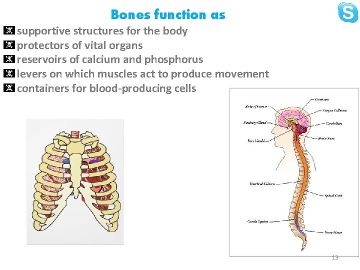 Bones function as supportive structures for the body protectors of vital organs reservoirs of