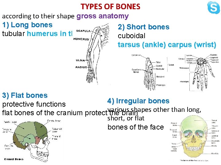 TYPES OF BONES according to their shape gross anatomy 1) Long bones 2) Short