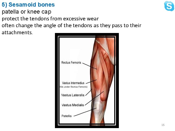 5) Sesamoid bones patella or knee cap protect the tendons from excessive wear often