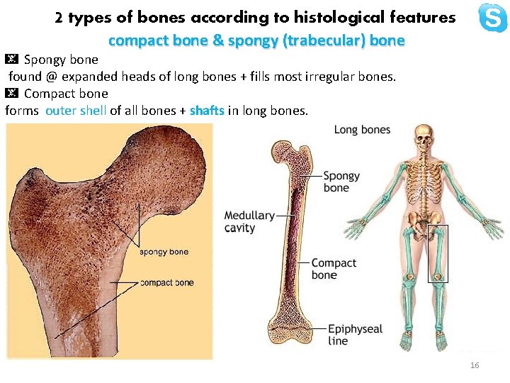 2 types of bones according to histological features compact bone & spongy (trabecular) bone