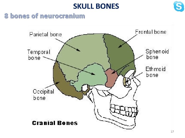 SKULL BONES 8 bones of neurocranium 17 