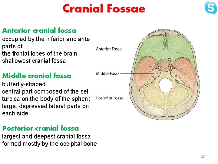 Cranial Fossae Anterior cranial fossa occupied by the inferior and anterior parts of the