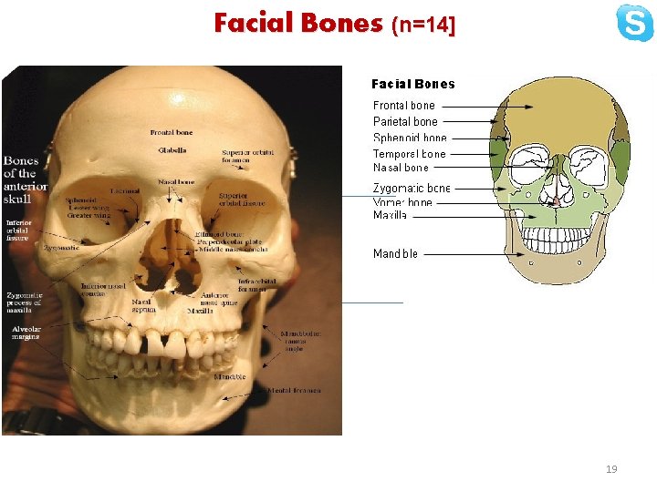 Facial Bones (n=14] 19 