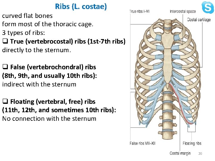 Ribs (L. costae) curved flat bones form most of the thoracic cage. 3 types