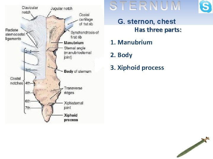 STERNUM G. sternon, chest Has three parts: 1. Manubrium 2. Body 3. Xiphoid process