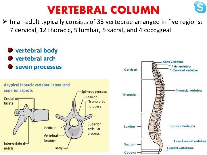 VERTEBRAL COLUMN Ø In an adult typically consists of 33 vertebrae arranged in five