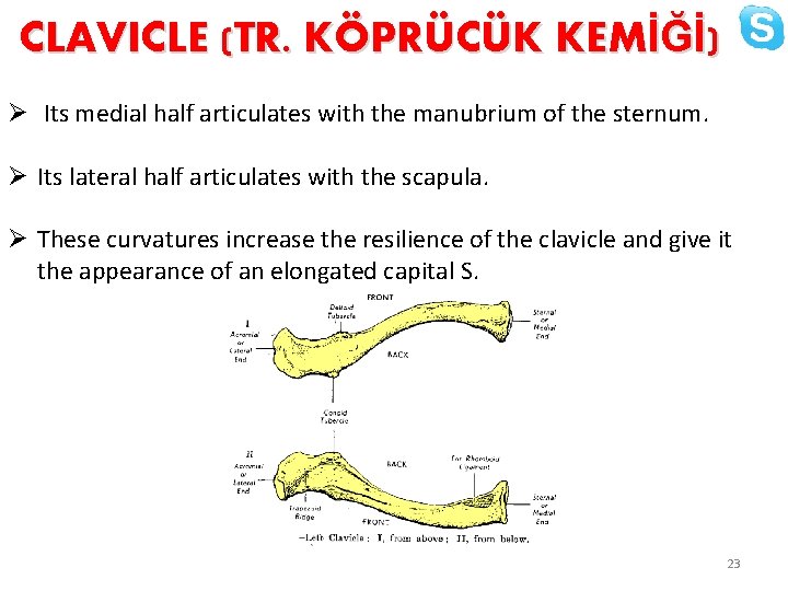 CLAVICLE (TR. KÖPRÜCÜK KEMİĞİ) Ø Its medial half articulates with the manubrium of the