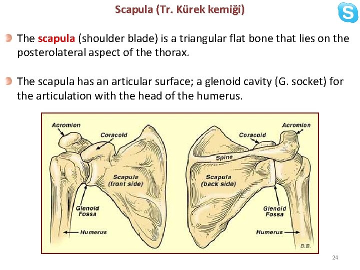 Scapula (Tr. Kürek kemiği) The scapula (shoulder blade) is a triangular flat bone that
