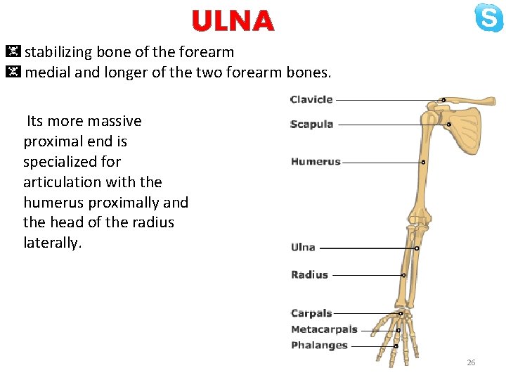 ULNA stabilizing bone of the forearm medial and longer of the two forearm bones.