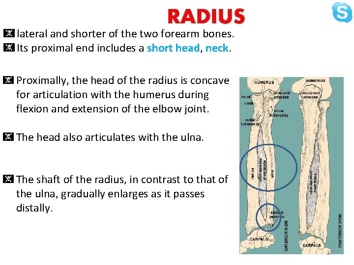 RADIUS lateral and shorter of the two forearm bones. Its proximal end includes a