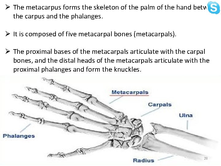 Ø The metacarpus forms the skeleton of the palm of the hand between the