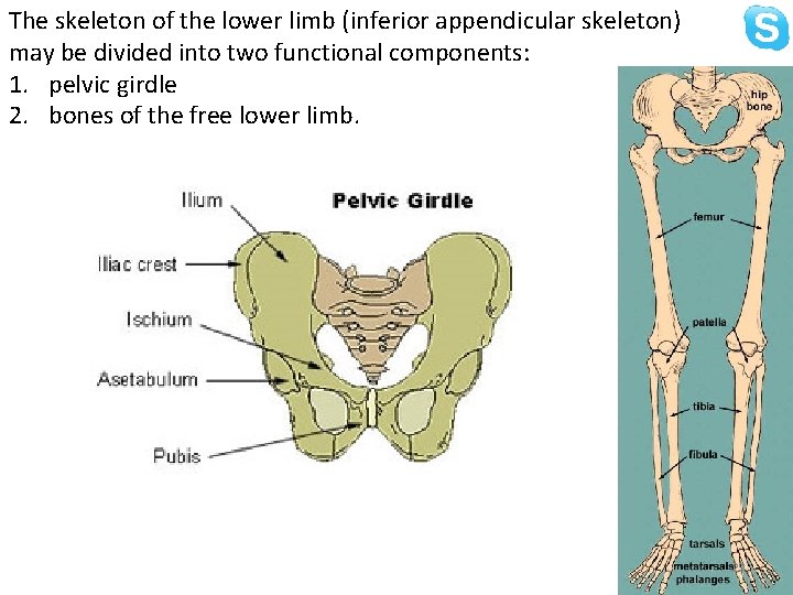 The skeleton of the lower limb (inferior appendicular skeleton) may be divided into two