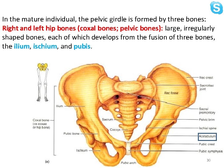 In the mature individual, the pelvic girdle is formed by three bones: Right and