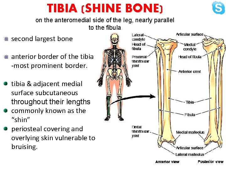 TIBIA (SHINE BONE) on the anteromedial side of the leg, nearly parallel to the