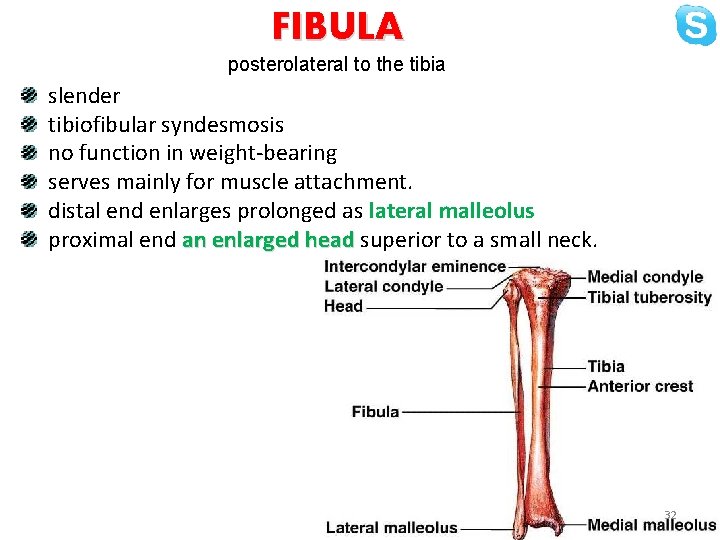 FIBULA posterolateral to the tibia slender tibiofibular syndesmosis no function in weight-bearing serves mainly