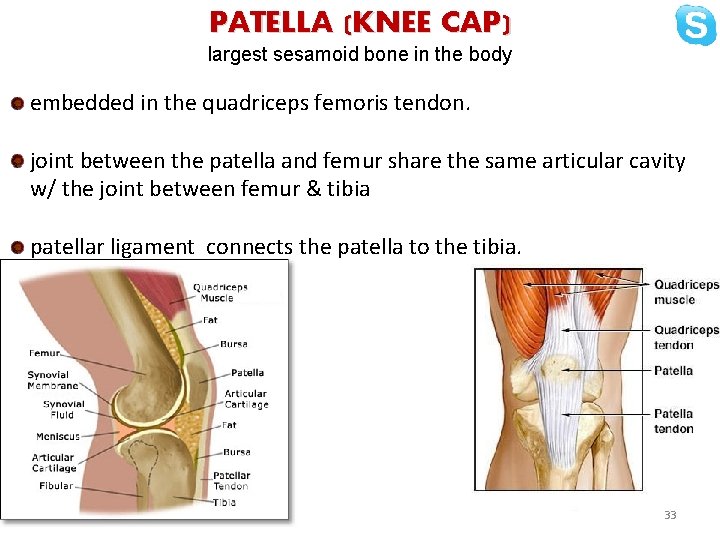 PATELLA (KNEE CAP) largest sesamoid bone in the body embedded in the quadriceps femoris