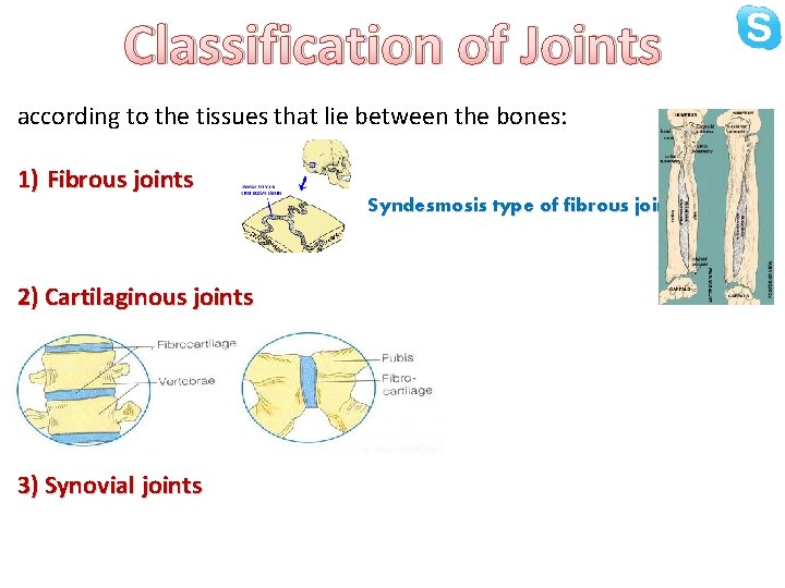 Classification of Joints according to the tissues that lie between the bones: 1) Fibrous