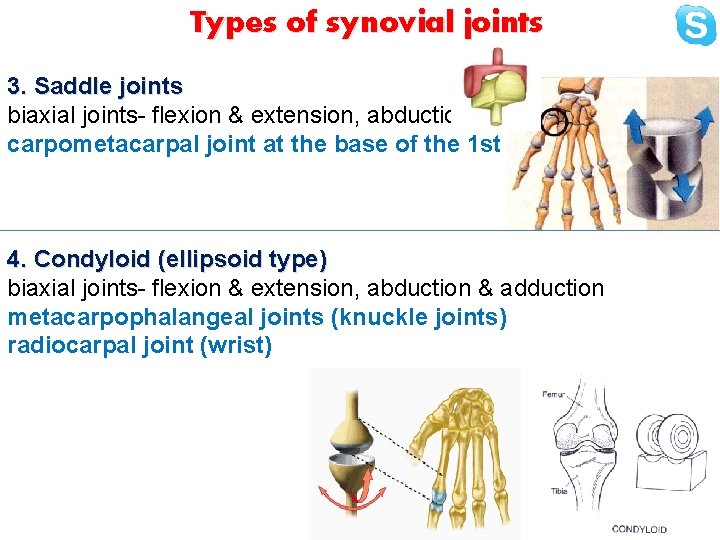 Types of synovial joints 3. Saddle joints biaxial joints- flexion & extension, abduction &