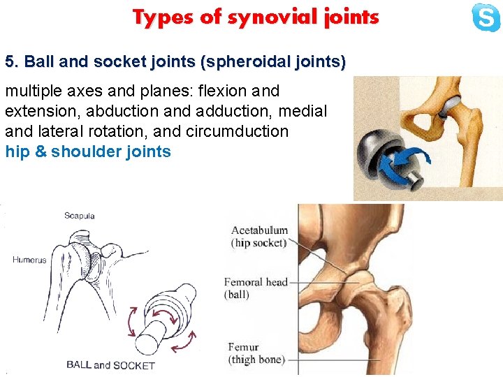 Types of synovial joints 5. Ball and socket joints (spheroidal joints) multiple axes and