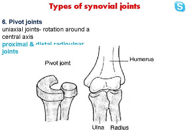 Types of synovial joints 6. Pivot joints uniaxial joints- rotation around a central axis