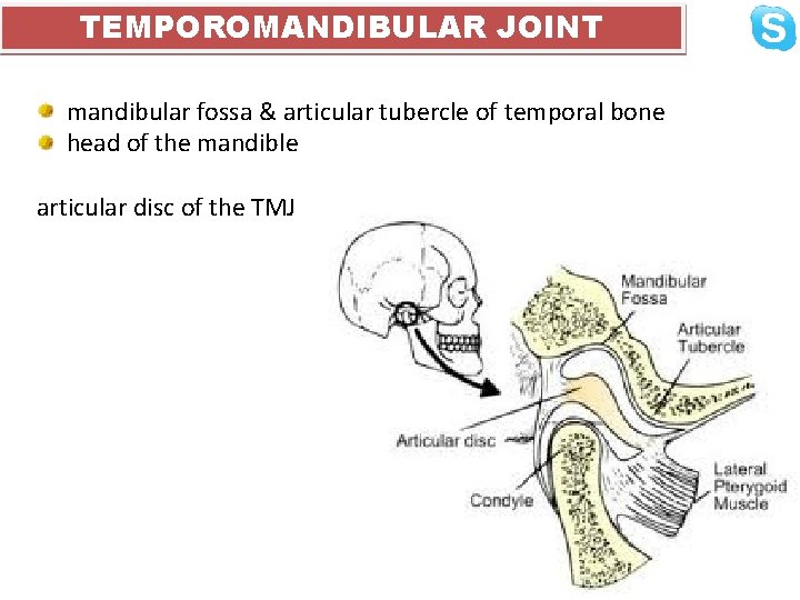 TEMPOROMANDIBULAR JOINT mandibular fossa & articular tubercle of temporal bone head of the mandible