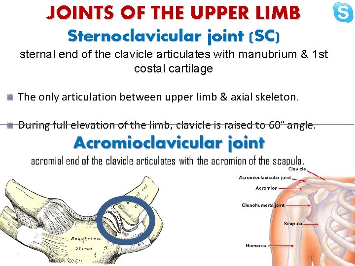 JOINTS OF THE UPPER LIMB Sternoclavicular joint (SC) sternal end of the clavicle articulates