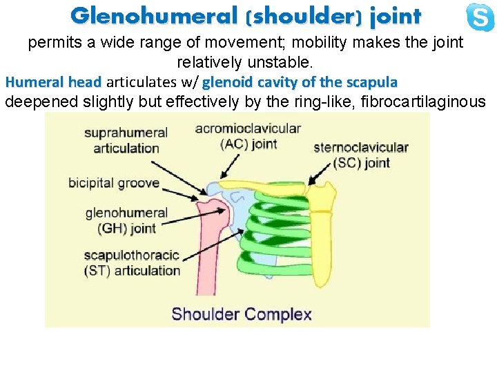 Glenohumeral (shoulder) joint permits a wide range of movement; mobility makes the joint relatively