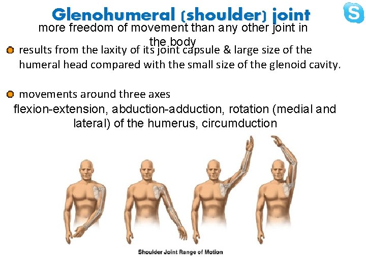Glenohumeral (shoulder) joint more freedom of movement than any other joint in the body