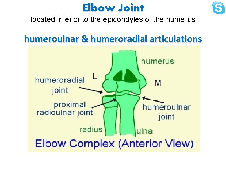 Elbow Joint located inferior to the epicondyles of the humerus humeroulnar & humeroradial articulations