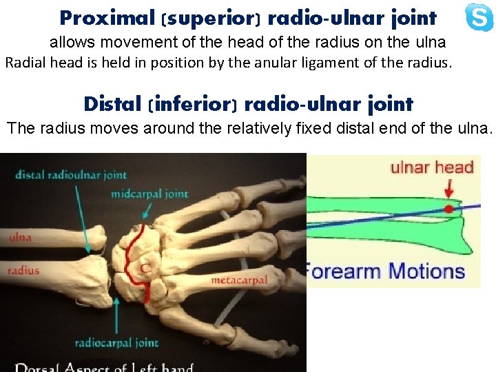 Proximal (superior) radio-ulnar joint allows movement of the head of the radius on the