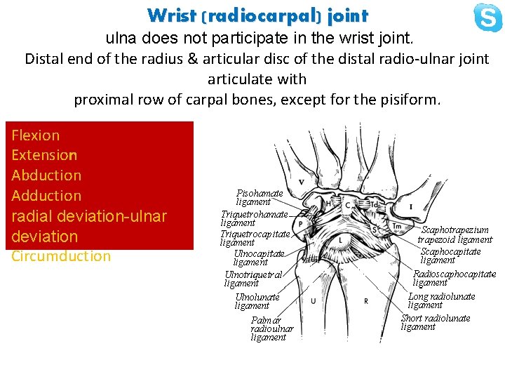 Wrist (radiocarpal) joint ulna does not participate in the wrist joint. Distal end of