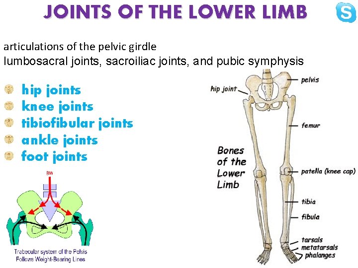 JOINTS OF THE LOWER LIMB articulations of the pelvic girdle lumbosacral joints, sacroiliac joints,