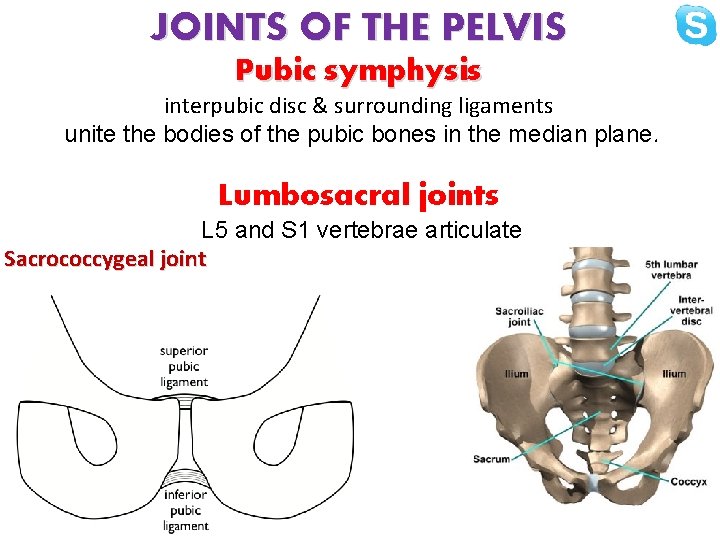 JOINTS OF THE PELVIS Pubic symphysis interpubic disc & surrounding ligaments unite the bodies