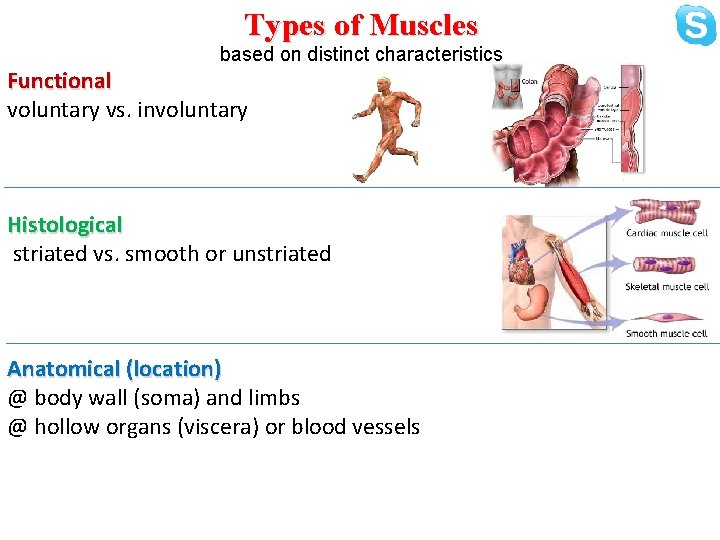 Types of Muscles based on distinct characteristics Functional voluntary vs. involuntary Histological striated vs.