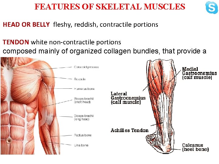 FEATURES OF SKELETAL MUSCLES HEAD OR BELLY fleshy, reddish, contractile portions TENDON white non-contractile