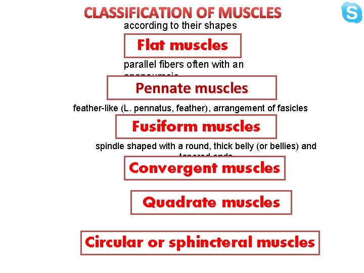 CLASSIFICATION OF MUSCLES according to their shapes Flat muscles parallel fibers often with an