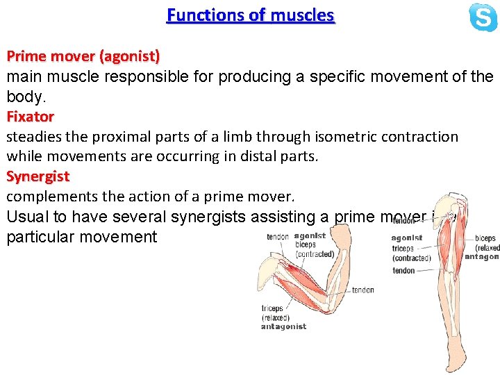 Functions of muscles Prime mover (agonist) main muscle responsible for producing a specific movement