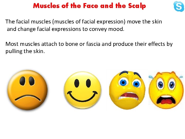Muscles of the Face and the Scalp The facial muscles (muscles of facial expression)