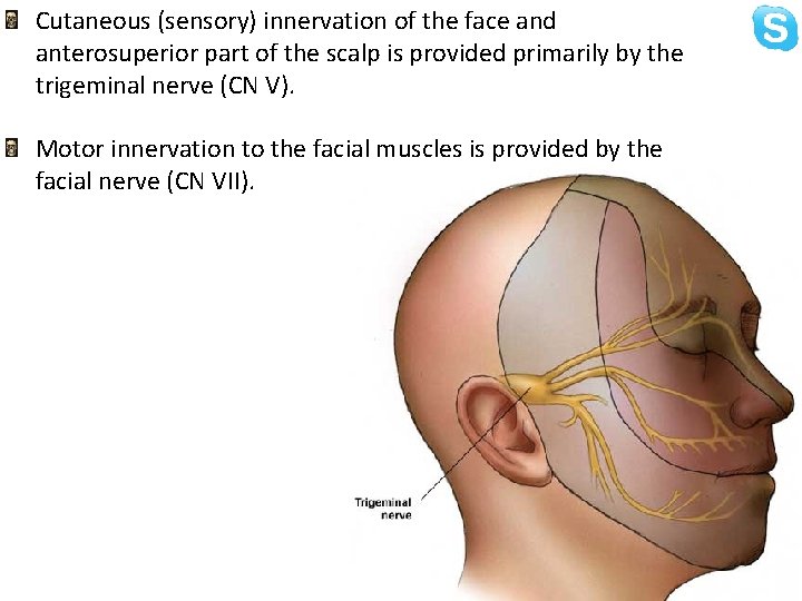 Cutaneous (sensory) innervation of the face and anterosuperior part of the scalp is provided