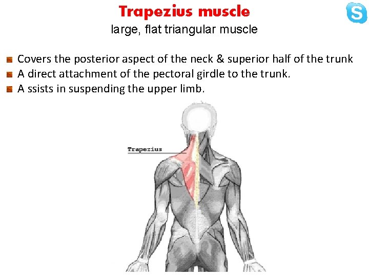 Trapezius muscle large, flat triangular muscle Covers the posterior aspect of the neck &