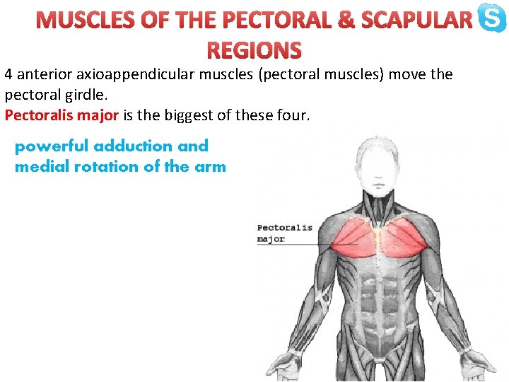 MUSCLES OF THE PECTORAL & SCAPULAR REGIONS 4 anterior axioappendicular muscles (pectoral muscles) move