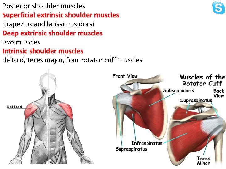 Posterior shoulder muscles Superficial extrinsic shoulder muscles trapezius and latissimus dorsi Deep extrinsic shoulder