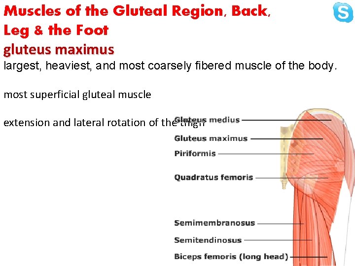Muscles of the Gluteal Region, Back, Leg & the Foot gluteus maximus largest, heaviest,