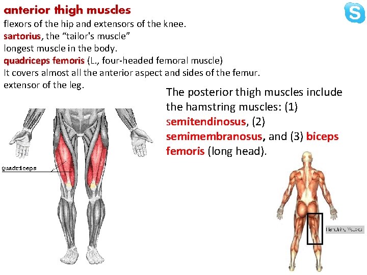 anterior thigh muscles flexors of the hip and extensors of the knee. sartorius, sartorius