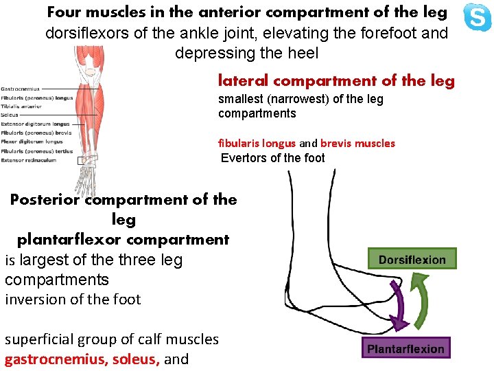 Four muscles in the anterior compartment of the leg dorsiflexors of the ankle joint,