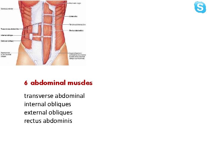 6 abdominal muscles transverse abdominal internal obliques external obliques rectus abdominis 